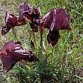 Iris iberica ssp. lycotis, Jane McGary