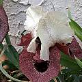 Iris iberica ssp. elegantissima, John Lonsdale