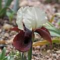 Iris iberica ssp. elegantissima from Horassan, Turkey; Bob Nold