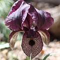 Iris iberica ssp. lycotis, Bob Nold
