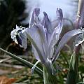 Iris inconspicua × Iris kuschakewiczii, John Lonsdale