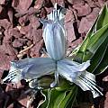 Iris inconspicua × Iris kuschakewiczii, John Lonsdale