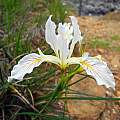 Iris innominata, Stoney Creek Trail, Mary Sue Ittner
