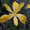Iris innominata grown from seed, Bob Rutemoeller