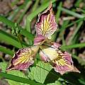 hybrid between Iris innominata and Iris douglasiana, Mary Sue Ittner