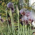 Iris kirkwoodiae, John Lonsdale