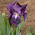 Iris × kochii, Angelo Porcelli