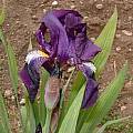 Iris kochii, Garden Bearded Iris, Angelo Porcelli
