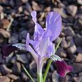 Iris kolpakowskiana, John Lonsdale [Shift+click to enlarge, Click to go to wiki entry]