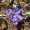 Iris lacustris, Brandon Corder, iNaturalist, CC BY-NC [Shift+click to enlarge, Click to go to wiki entry]