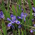 Iris lacustris, Brad Von Blon, iNaturalist, CC BY-NC