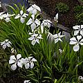 Iris laevigata 'Alboviolacea', Bob Rutemoeller