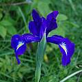 Iris latifolia, Rémi Cardinae, iNaturalist, CC BY-NC