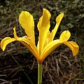 Iris xiphium var. lusitanica, Celestino Gelpi