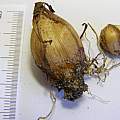 Iris lusitanica bulbs, Peter Taggart