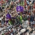 Iris lutescens, dwarf purple form, Colline Livornesi, Tuscany, Italy, Gianluca Corazza