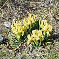 Iris lutescens, yellow form, Colline Livornesi, Tuscany, Italy, Gianluca Corazza