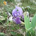Iris lutescens, individual with fully variegated falls, Mt. Cetona, Tuscany, Italy,  Gianluca Corazza