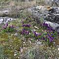 Iris lutescens, large clump, Mt. Moriglion del Penna, Tuscany, Italy, Gianluca Corazza