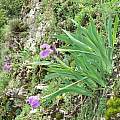 Iris lutescens, giant form in the Apuan Alps, Tuscany, Italy, Gianluca Corazza