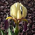 Iris lutescens, John Lonsdale