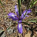 Iris macrosiphon, Bob Rutemoeller [Shift+click to enlarge, Click to go to wiki entry]