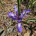 Iris macrosiphon, Bob Rutemoeller [Shift+click to enlarge, Click to go to wiki entry]