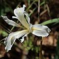 Iris macrosiphon, Suzanne L. Weakley, Calflora, CC-BY-NC