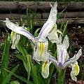 Iris magnifica 'Agalik', Paige Woodward [Shift+click to enlarge, Click to go to wiki entry]