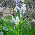 Iris magnifica, Oron Peri