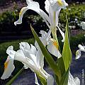 Iris magnifica, John Lonsdale