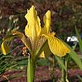Iris mandschurica, John Lonsdale