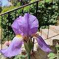 Iris × germanica, syn. Iris × mesopotamica, Shmuel Silinsky