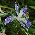 Iris munzii, Tulare County, Mary Gerritsen