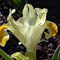 Iris orchioides, John Lonsdale