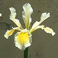 Iris orientalis, Angelo Porcelli [Shift+click to enlarge, Click to go to wiki entry]