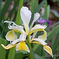 Iris orientalis, John Lonsdale