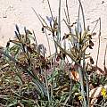 Iris pamphylica, John Lonsdale