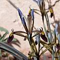 Iris pamphylica, John Lonsdale