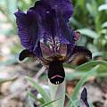 Iris paradoxa forma paradoxa, Bob Nold [Shift+click to enlarge, Click to go to wiki entry]