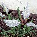 Iris paradoxa forma choschab, John Lonsdale