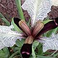 Iris paradoxa forma choschab, John Lonsdale