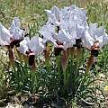 Iris paradoxa forma choschab, Jane McGary