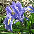 Iris planifolia 'white signal', Angelo Porcelli