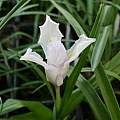 Iris planifolia pale blue form , Roland and Gemma