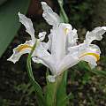 Iris planifolia 'alba', Angelo Porcelli