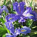 Iris planifolia 'dark blue', Angelo Porcelli