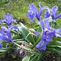 Iris planifolia clump in ground, Angelo Porcelli