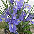Iris planifolia 'classic form' in pot, Angelo Porcelli
