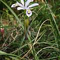 Iris probstii, Dennis Kramb